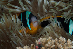 Allard's Anemonefish photo 5