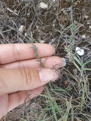 Convolvulus holosericeus