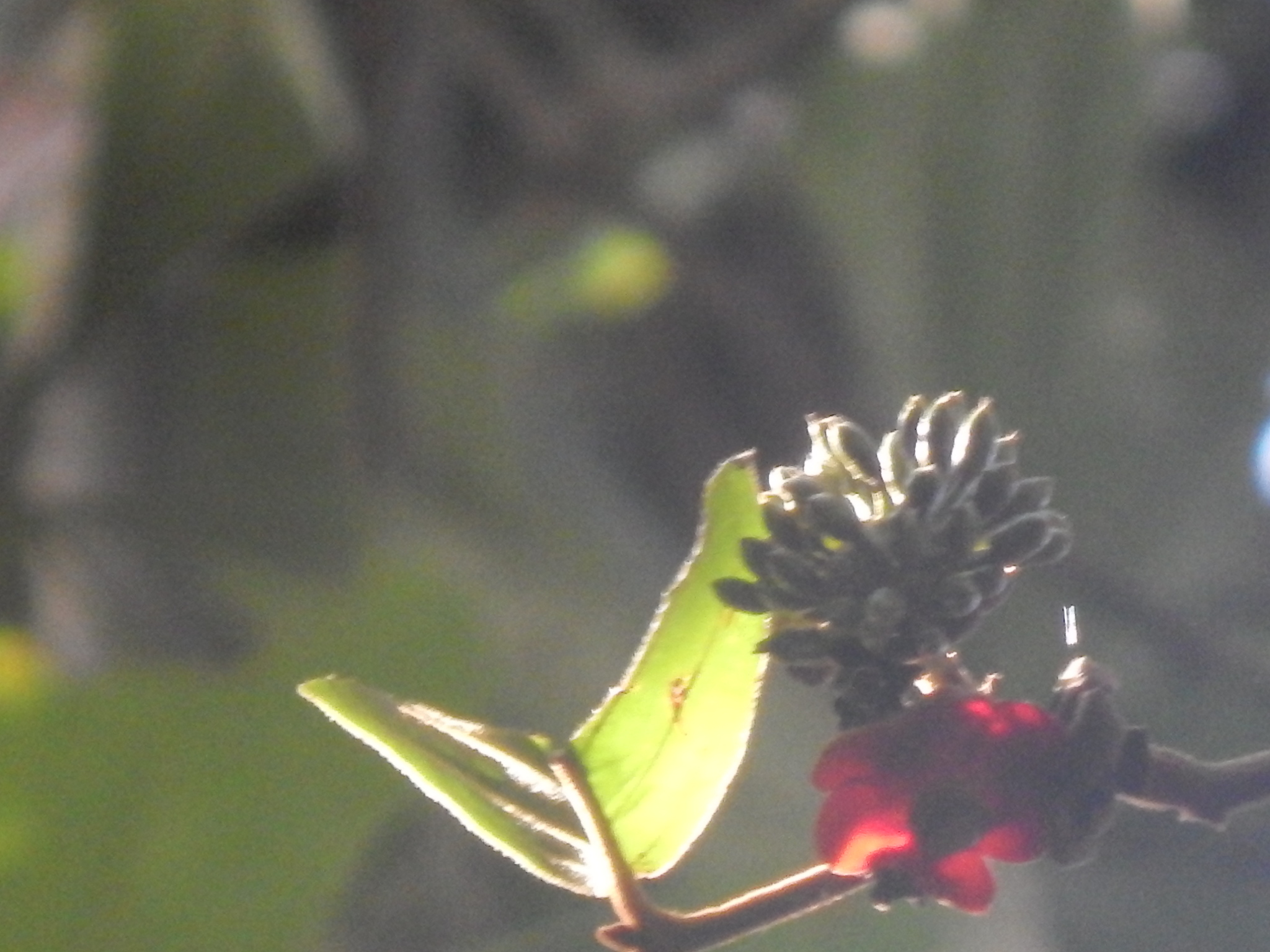 Uvaria littoralis — ảnh 2