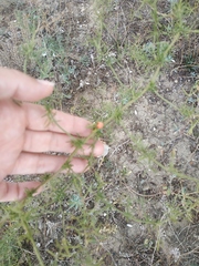 Asparagus verticillatus