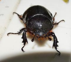 Cyphonistes vallatus