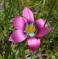 Romulea cruciata