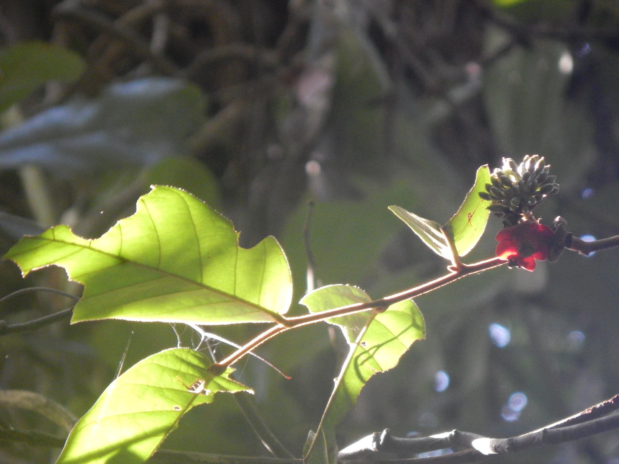 Uvaria littoralis — ảnh 3