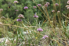 Allium angulosum