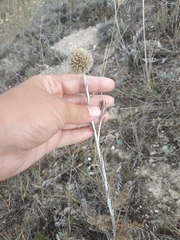 Echinops ritro