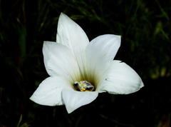 Romulea flexuosa