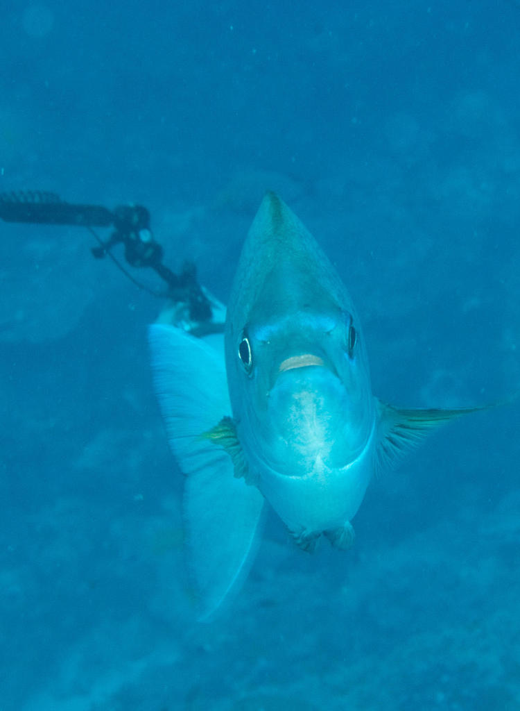 Knife-Back Seabream