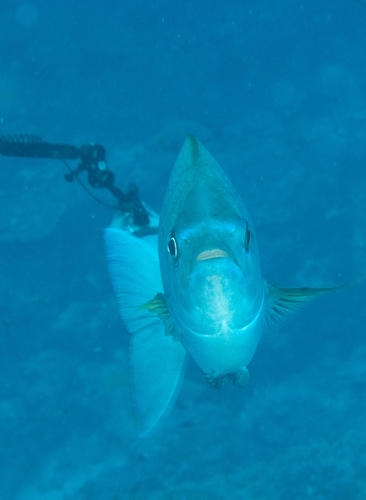 Polyamblyodon gibbosus