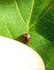 Scymnus subvillosus