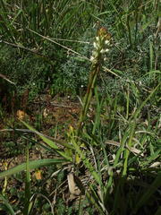 Satyrium ligulatum