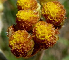 Helichrysum splendidum