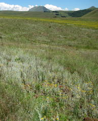 Helichrysum splendidum
