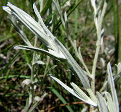 Helichrysum splendidum