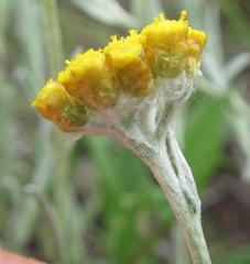 Helichrysum splendidum