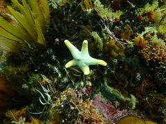 Callopatiria formosa