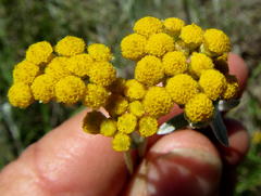 Helichrysum splendidum