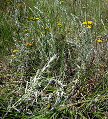 Helichrysum splendidum