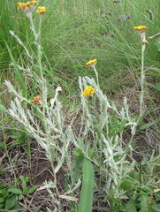 Helichrysum splendidum