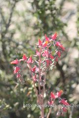 Echeveria walpoleana