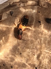 Platydracus immaculatus