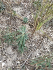 Euphorbia glareosa