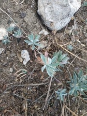 Euphorbia glareosa
