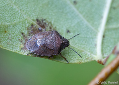 Rubiconia intermedia