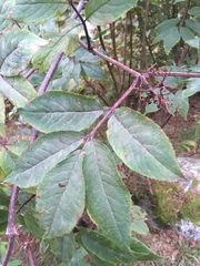 Sambucus racemosa