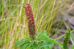 Acalypha communis