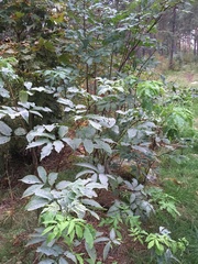 Sambucus racemosa
