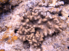 Cladiella