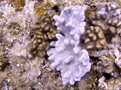Cladiella