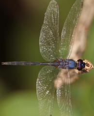 Trithemis hecate