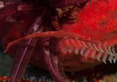 Solenostomus cyanopterus