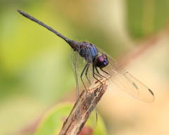 Trithemis hecate