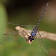 Trithemis hecate