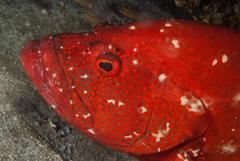 Cephalopholis sonnerati