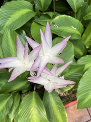 Goeppertia loeseneri