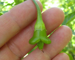 Capsicum baccatum pendulum