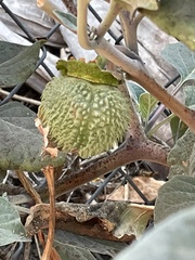 Datura wrightii