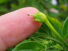 Capsicum baccatum pendulum