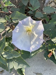 Datura wrightii