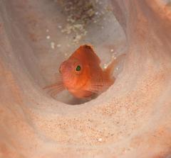 Cyprinocirrhites polyactis