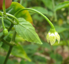 Capsicum baccatum pendulum