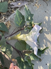 Datura wrightii
