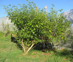 Capsicum baccatum pendulum