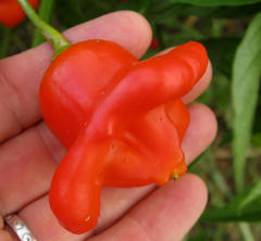 Capsicum baccatum pendulum