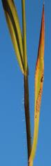 Bromus commutatus