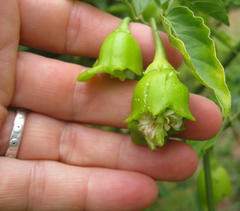 Capsicum baccatum pendulum