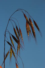 Bromus commutatus